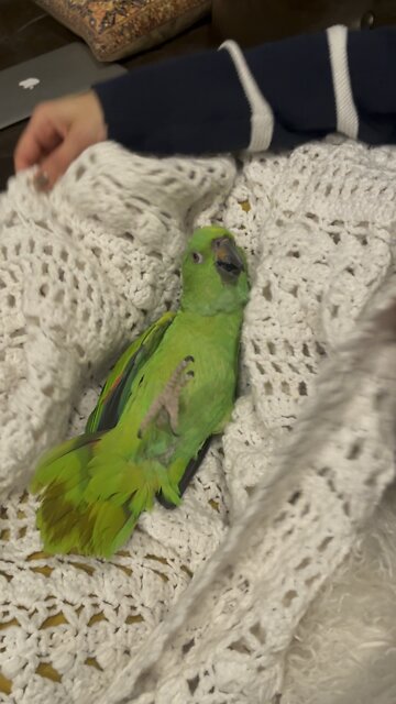 Our parrot, Pistachio