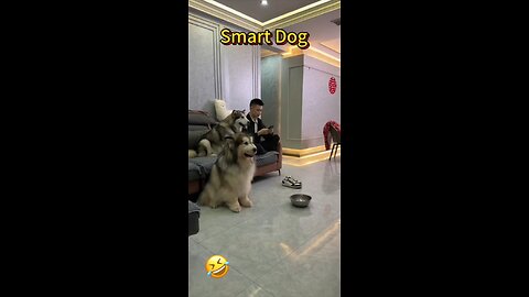 Smart dog funny video