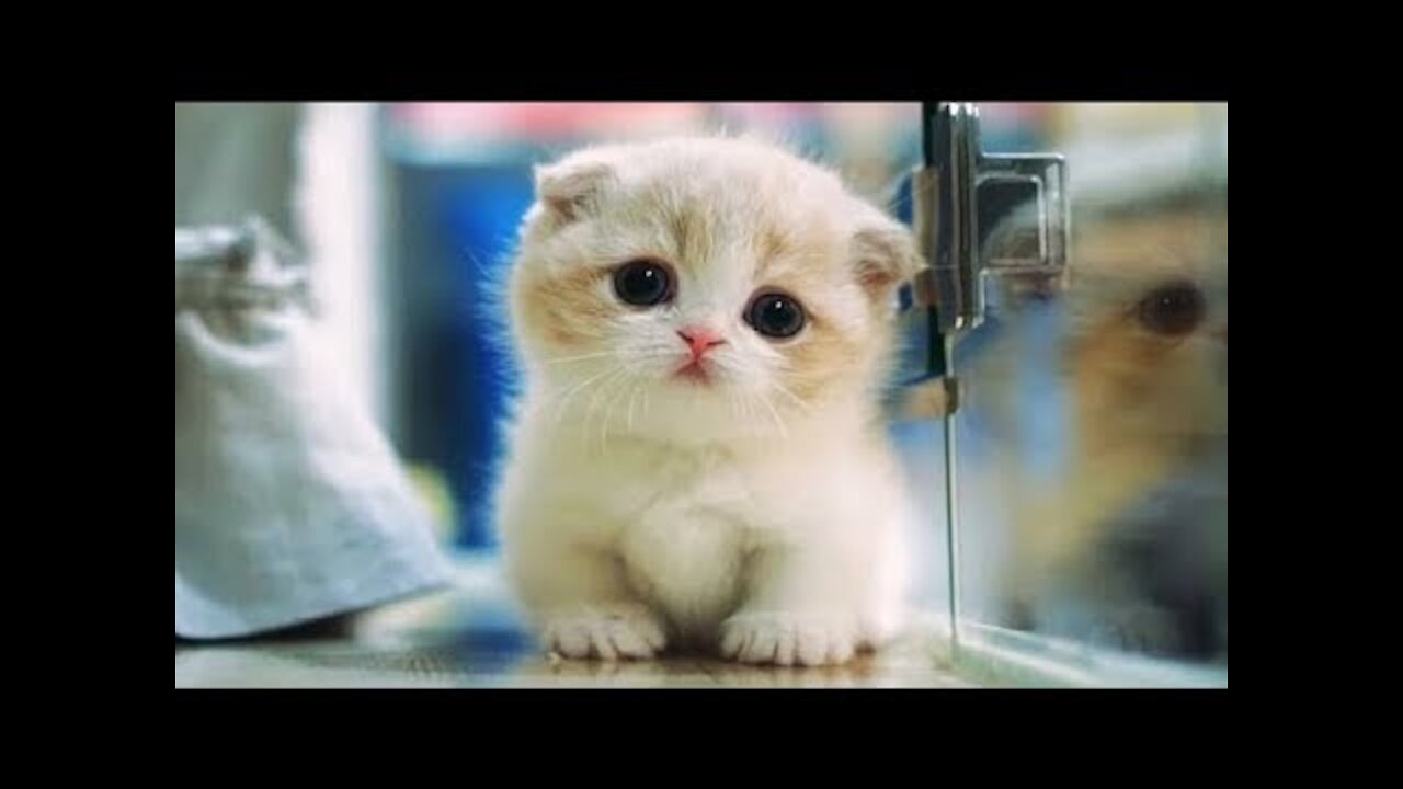 Cute Baby animals video :) Best funny pets video