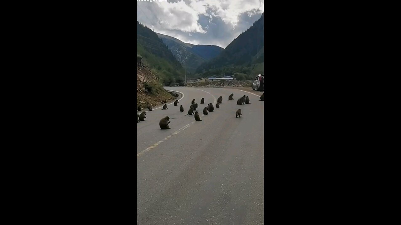 Monkey's power