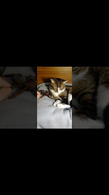 Large Spider Attacks a Little Cat