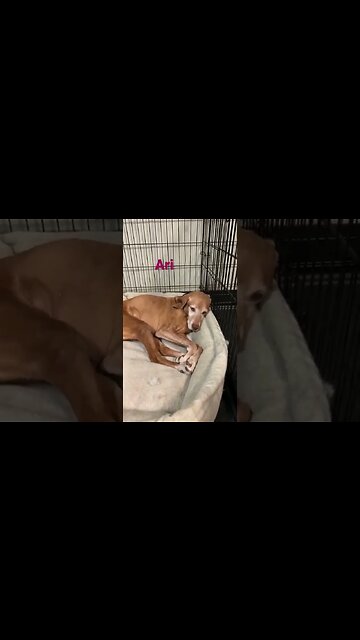 [Shorts 0079] ARI [#dogs #doggos #doggies #puppies #dogdaycare]