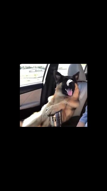 Shepard really loves a relaxing car ride