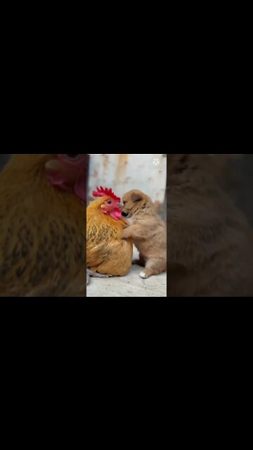 Hen and puppy friendship, cute puppy, cute hen