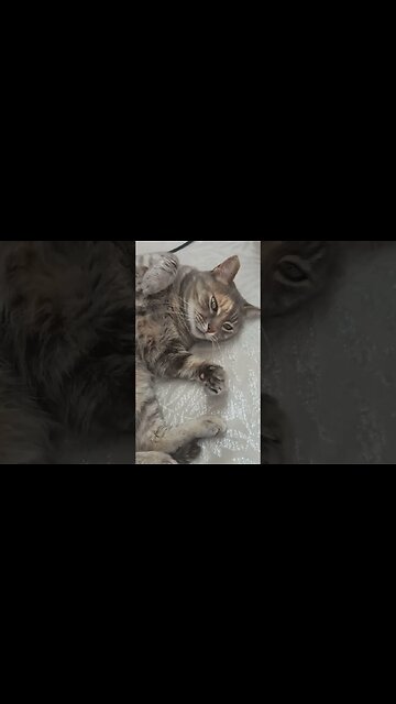 Boo Boo should have her own Channel.