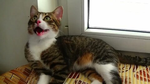 Kitten Rudolph Yawns after the New Year Party