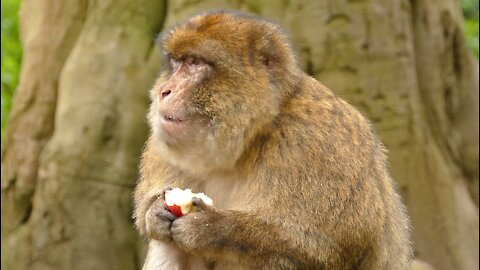 funny monkey eating apples
