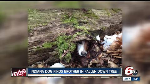 Indiana dog finds his puppy-brother stuck in fallen tree