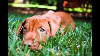 Ce chien menaçant se révèle être un amour