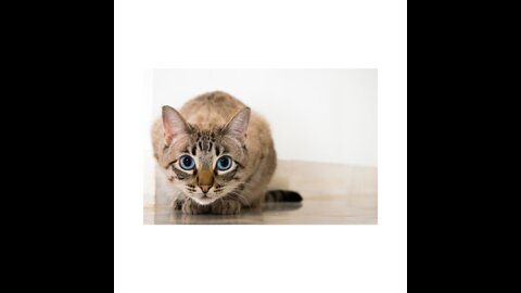 I’m proud to introduce you to… CURB YOUR CAT!