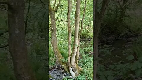 #shorts Natur im Harz #harz #wandern #natur #wald