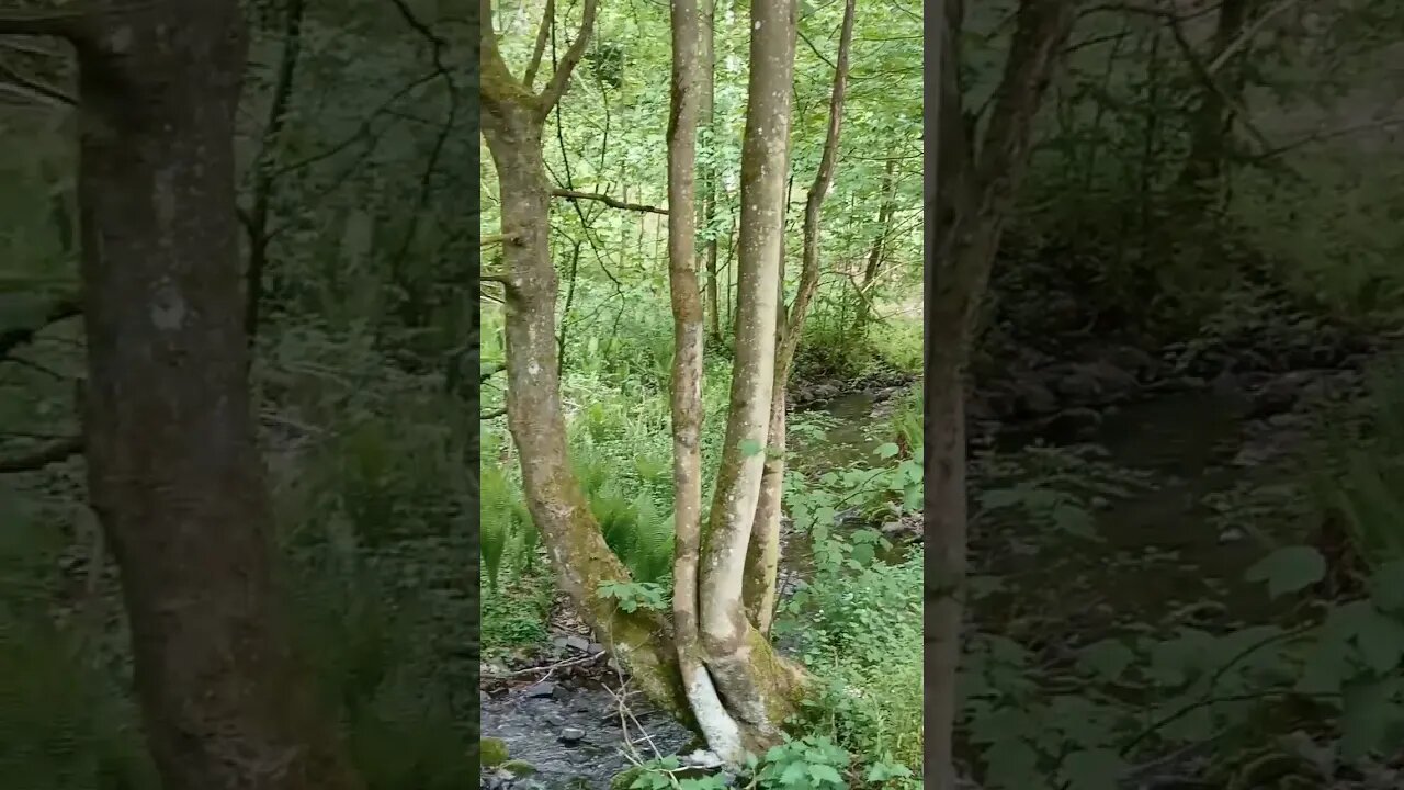 #shorts Natur im Harz #harz #wandern #natur #wald