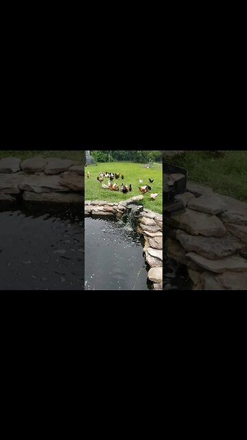 Happy Chickens #homesteading #chickenlife #chickens