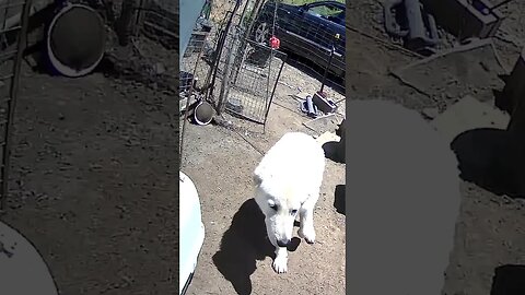 Farm watch. Teddy the maremma pup doing well