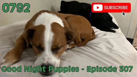 [0792] GOOD NIGHT PUPPIES - EPISODE 307 [#dogs #doggos #doggies #puppies #dogdaycare]