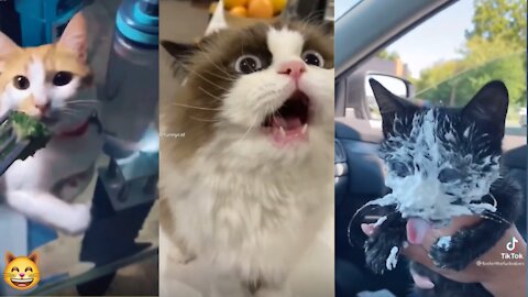 Cute and funny cat videos compilation -baby cat -animal