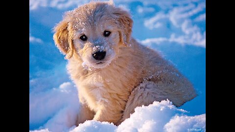 Dog sees snow for the first time