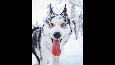 Funny dogs In bikeeeee