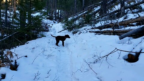 Christmas tree hunting