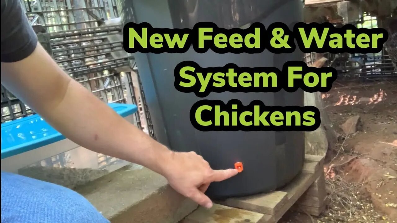 New Feed And Water System For Chickens