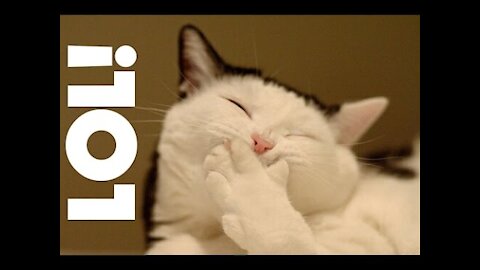 LOL FUNNY CAT VIDEOS COMPILATION - Funny Cat Video Clips