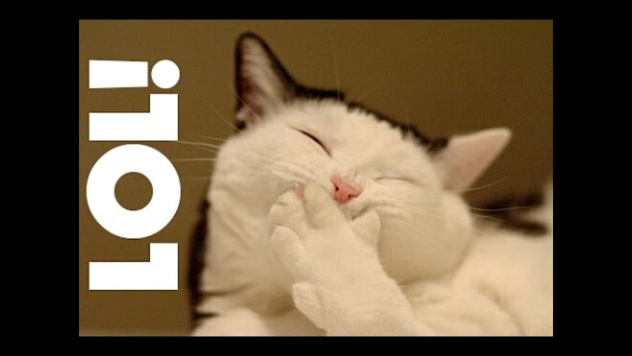 LOL FUNNY CAT VIDEOS COMPILATION - Funny Cat Video Clips