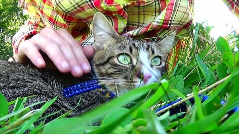 Green Eyed Cat Camouflage in the Green Grass