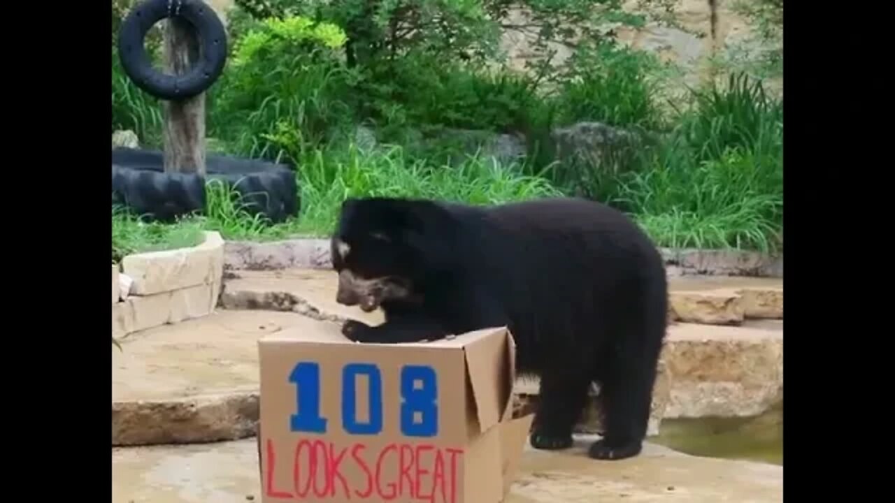 Curt the spectacled bear knows how to party hard! 🥳🥳🥳