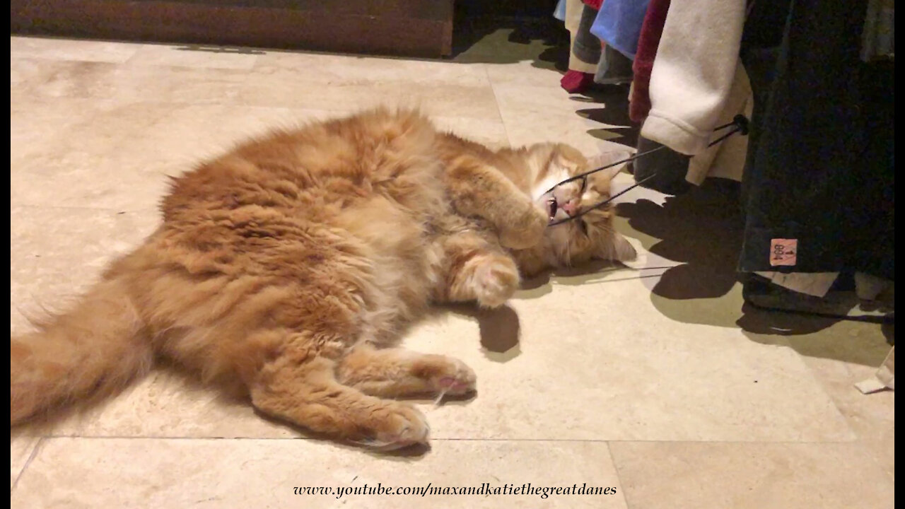 Happy Cat Flosses His Teeth And Cleans His Whiskers