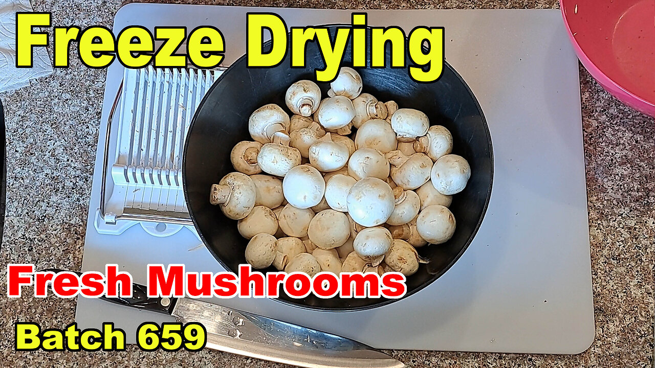 Freeze Drying - Batch 659 - Fresh Mushrooms