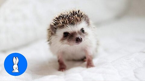 Cute and Captivating Little Hedgehogs Compilation.