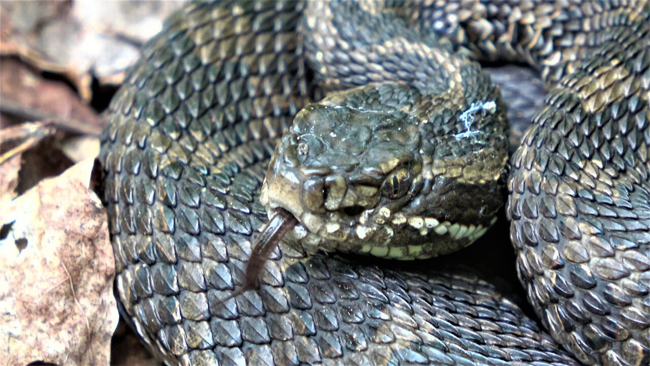 Family & dogs encounter large rattlesnake coiled on trail