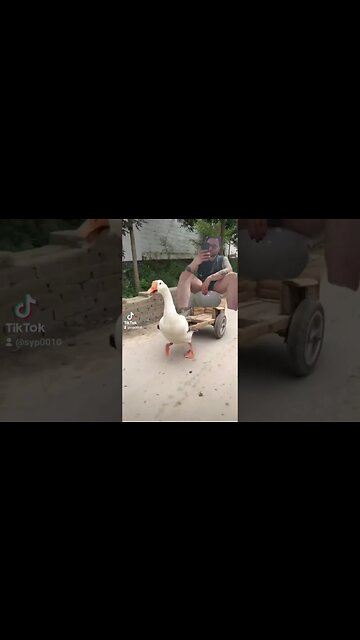 #limpbizkit #rollin #toilet #veceu #duck #jmek #caras