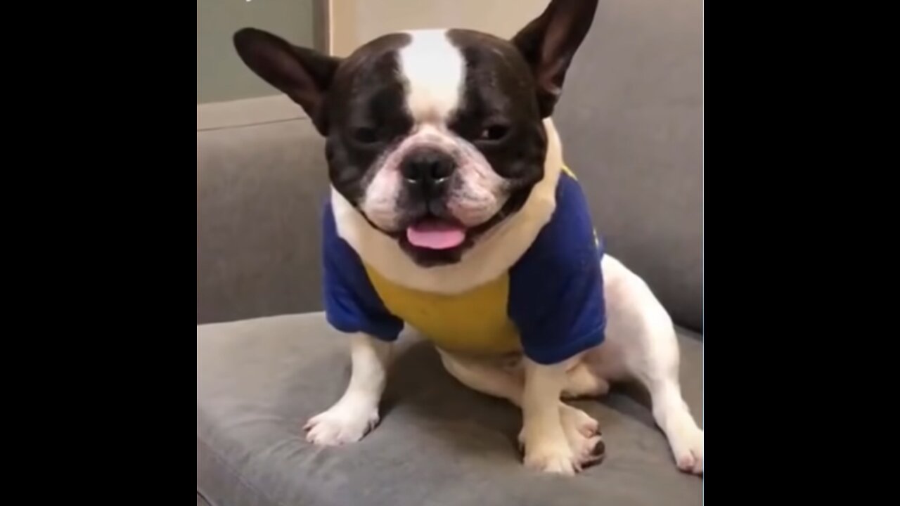 Dogs and Cats Life - Funny & Cute