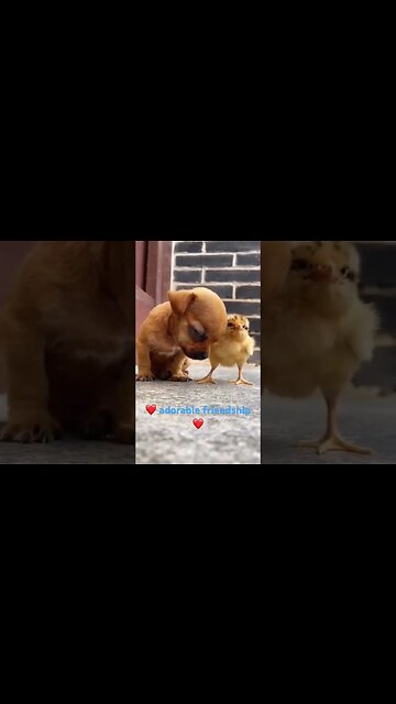 Gentle chick soothes puppy to sleep| Lovely