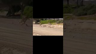 Big cats vs girraffe #relaxing #lions #nature #travel #wildlife #viral #animals #love #cat#shorts