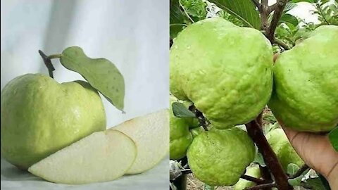 crystal guava fruit harvest