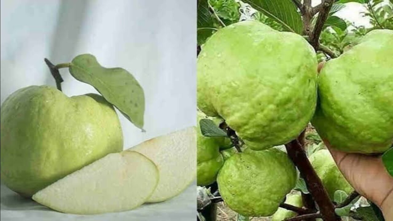 crystal guava fruit harvest