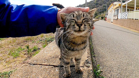 When I stroked the kitten on the road by the sea, the cat happily rubbed against me.