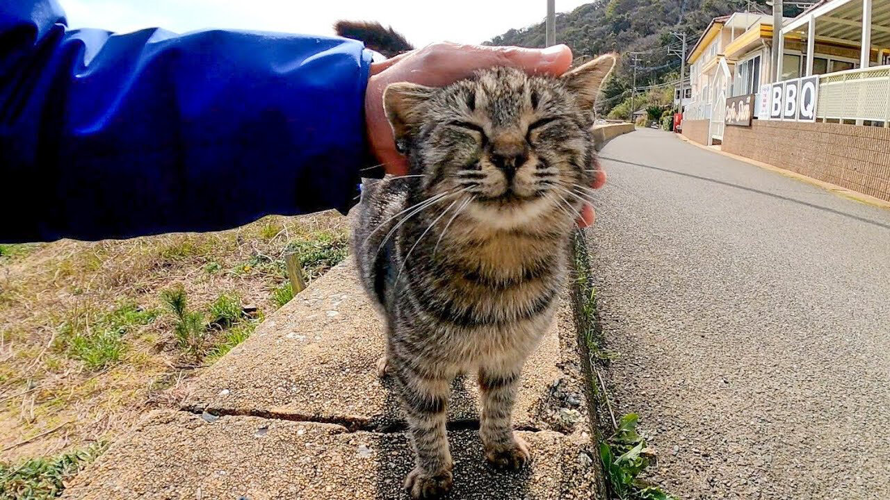 When I stroked the kitten on the road by the sea, the cat happily rubbed against me.