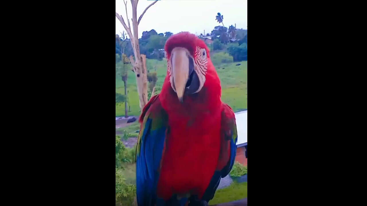 A conversation with my parrot friend