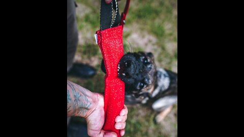 How to Easily Teach your Puppy to STOP Biting People