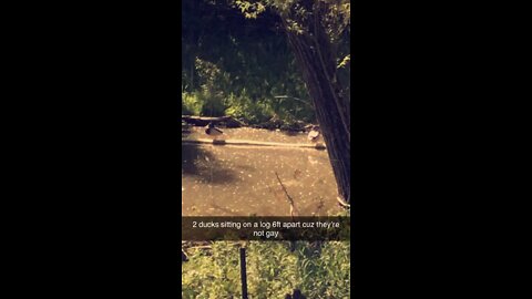 Two Ducks Sitting On a Log