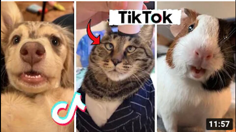 🤣 Funny Tik Tok Pets Being Hilarious