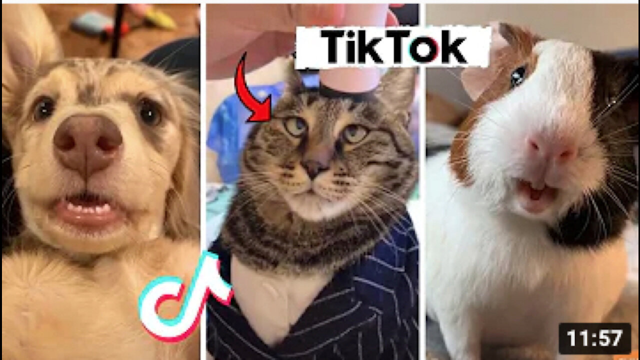 🤣 Funny Tik Tok Pets Being Hilarious