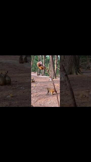 Most Amazing and trending video||relaxing your mind||trendig videos|| #shorts #trending #viral #live