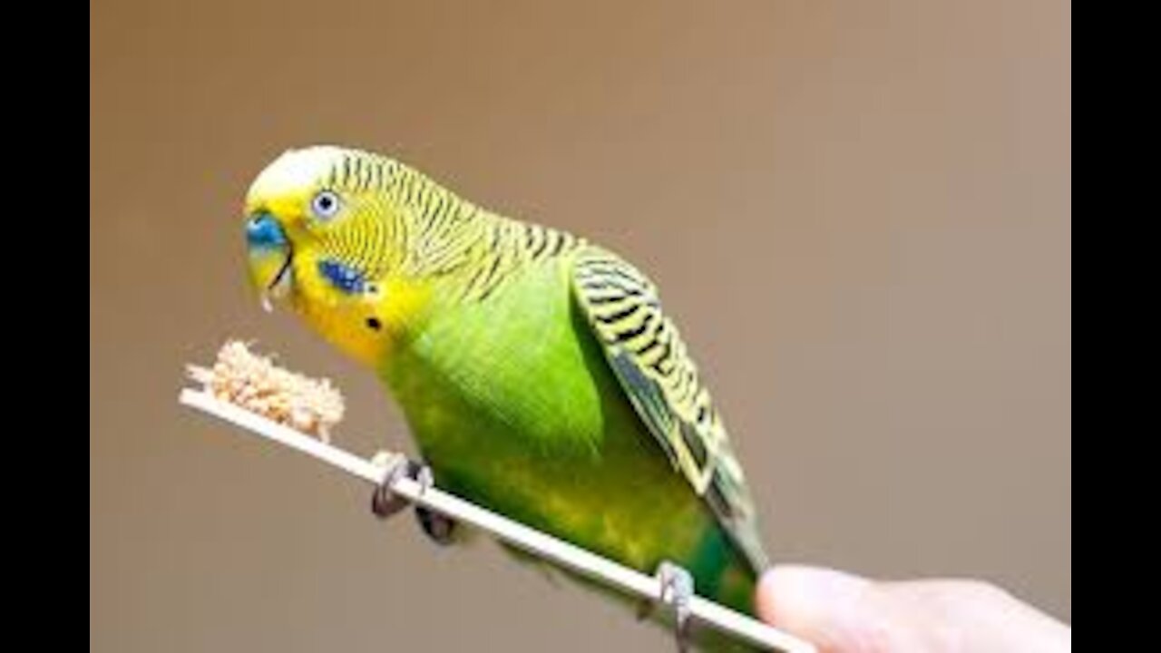 Parrot Repeatedly Scares Dog Just by Walking in Their Direction