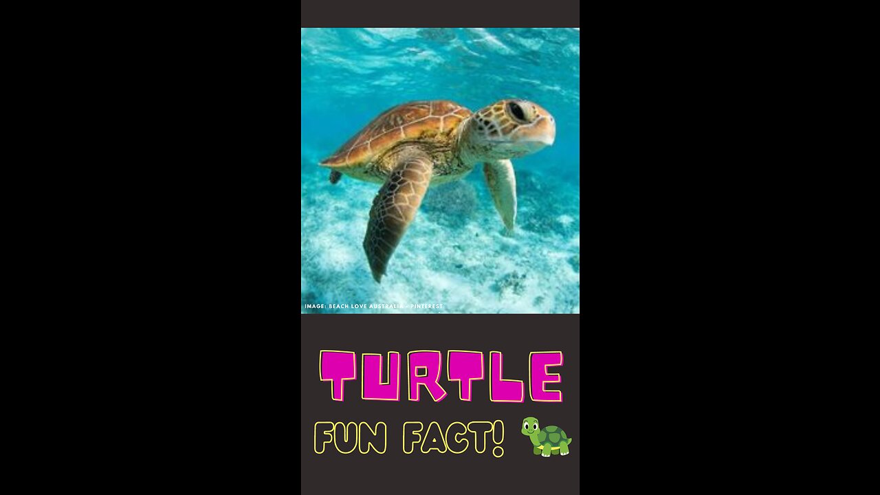 The Amazing Turtle: Nature's Home Carriers and Nest-Building Experts #funfactforkids #video