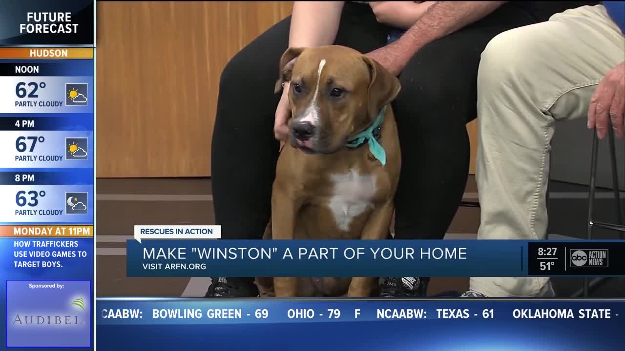 Rescues in Action Jan. 26 | Winston seeks full-time pal