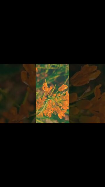 isara 🙏 #youtubeshorts #shorts #youtube #shortvideo #shortyoutube